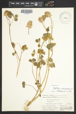 Trifolium spumosum image