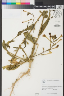 Nicotiana quadrivalvis image