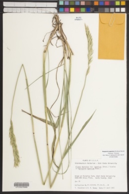 Roegneria ugamica image