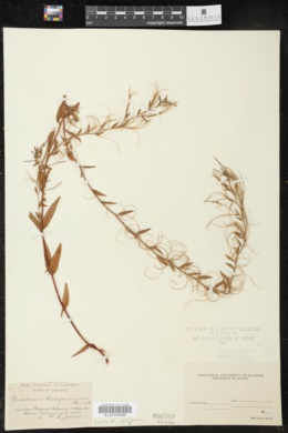Image of Epilobium californicum