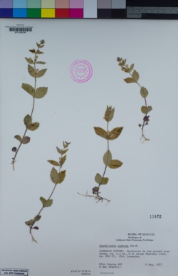 Image of Scutellaria nervosa