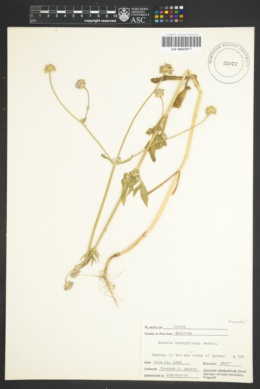 Image of Knautia integrifolia