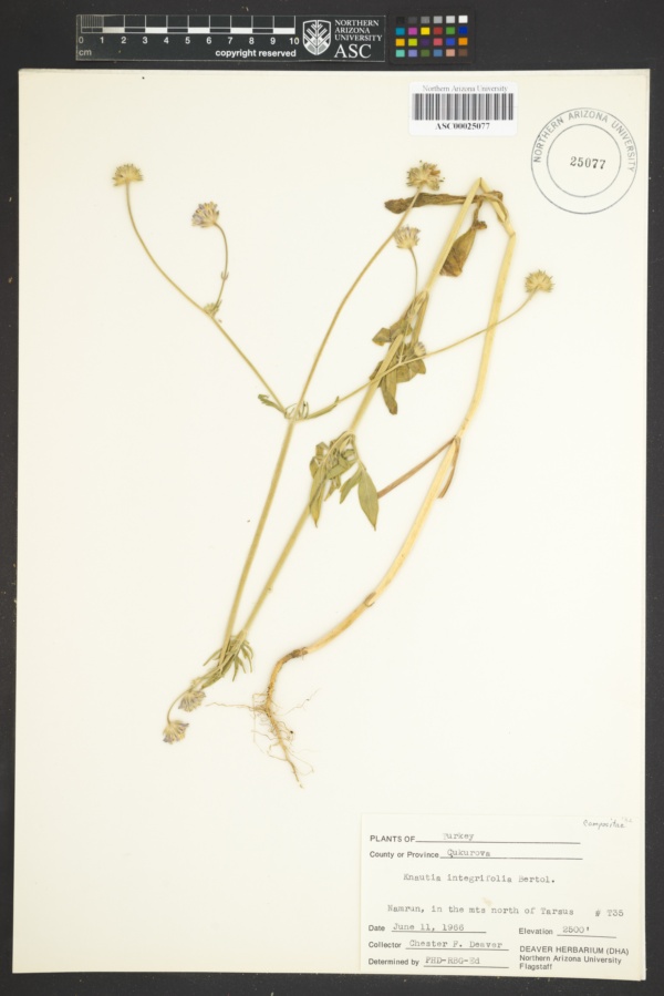 Knautia integrifolia image