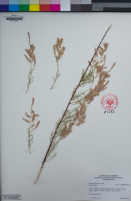 Tamarix chinensis image