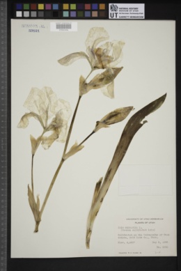 Iris germanica image