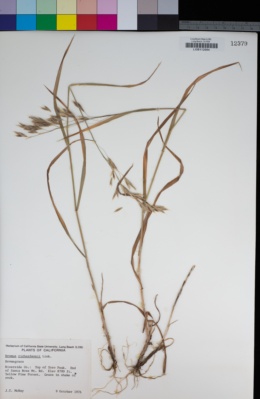 Bromus richardsonii image