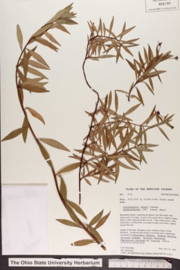 Lysimachia remyi subsp. subherbacea image