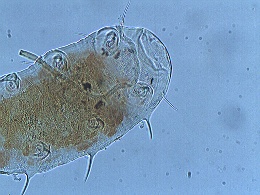 Echiniscus pusae image