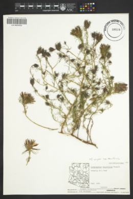 Cordylanthus wrightii subsp. tenuifolius image