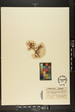 Pterocladiella capillacea image