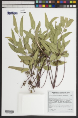 Eucalyptus camaldulensis var. camaldulensis image
