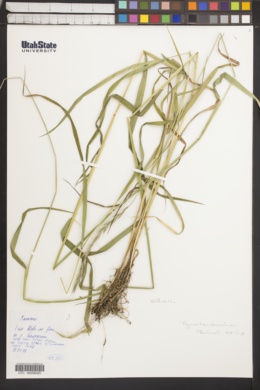Image of Elymus transbaicalensis