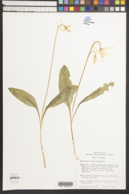 Erythronium oregonum image