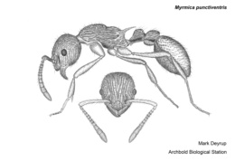 Myrmica punctiventris image