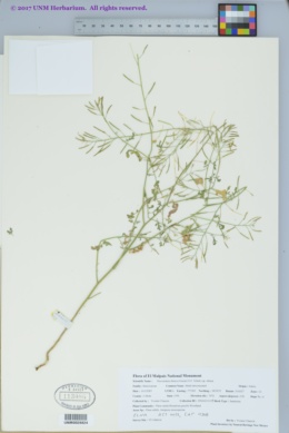 Descurainia obtusa subsp. obtusa image