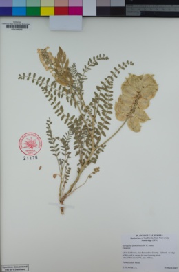 Image of Astragalus pomonensis