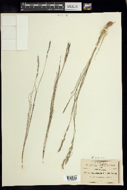Muhlenbergia pringlei image