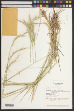 Roegneria glaucissima image
