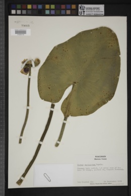 Image of Nuphar variegata