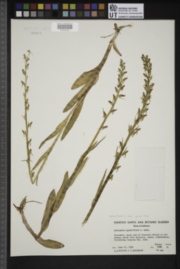 Platanthera sparsiflora var. sparsiflora image