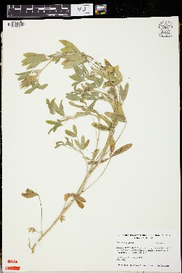 Trifolium dasyurum image