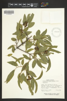 Image of Citharexylum donnell-smithii