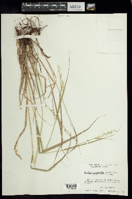 Bouteloua curtipendula var. tenuis image