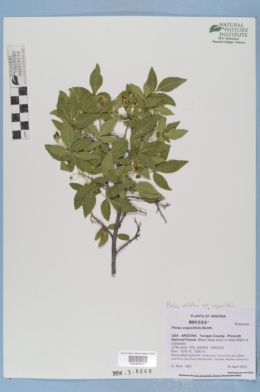 Ptelea trifoliata var. angustifolia image
