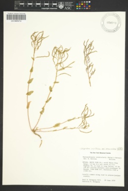 Thelypodiopsis vermicularis image