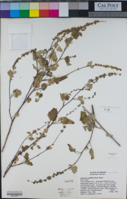 Ambrosia cordifolia image