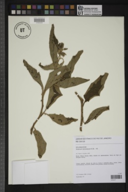 Solanum lycocarpum image