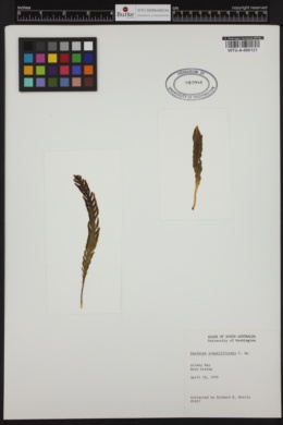 Caulerpa scalpelliformis image