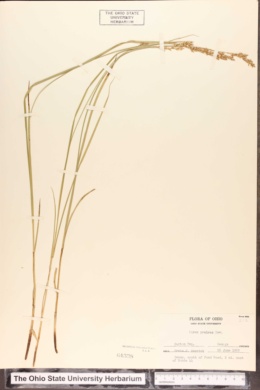 Carex prairea image