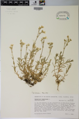 Cerastium tomentosum image