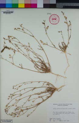 Image of Gilia austro-occidentalis