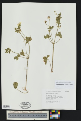 Geranium lentum image