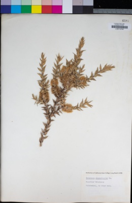 Melaleuca styphelioides image