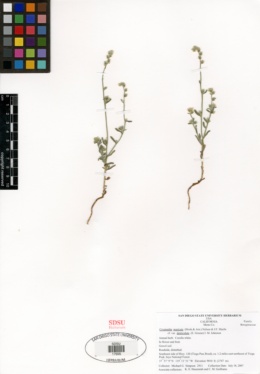 Cryptantha muricata var. denticulata image