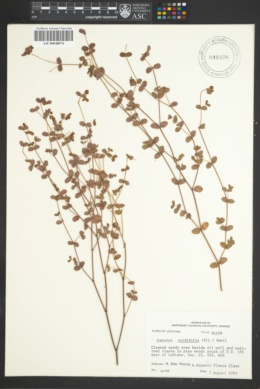 Image of Euphorbia cordifolia