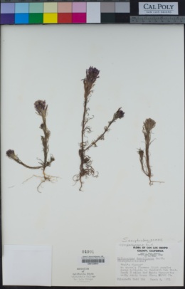 Castilleja densiflora image