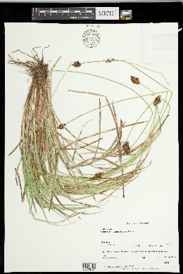 Carex montereyensis image