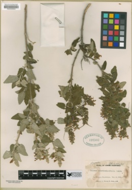 Salvia scorodoniaefolia image