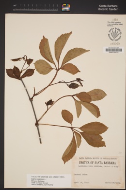 Image of Parthenocissus henryana