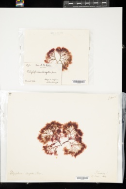 Neosiphonia elongella image