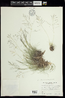 Muhlenbergia torreyana image