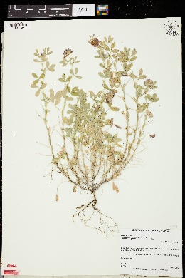 Trifolium grandiflorum image