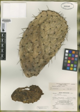 Image of Opuntia pachona