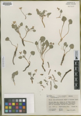 Viola charlestonensis image
