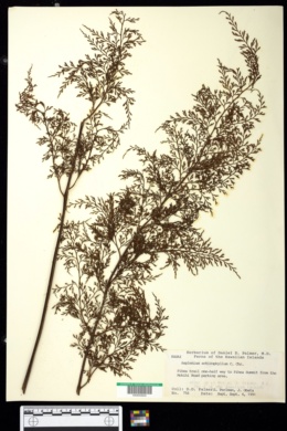 Image of Asplenium schizophyllum