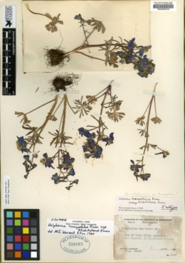 Delphinium lineapetalum subsp. klickitatense image